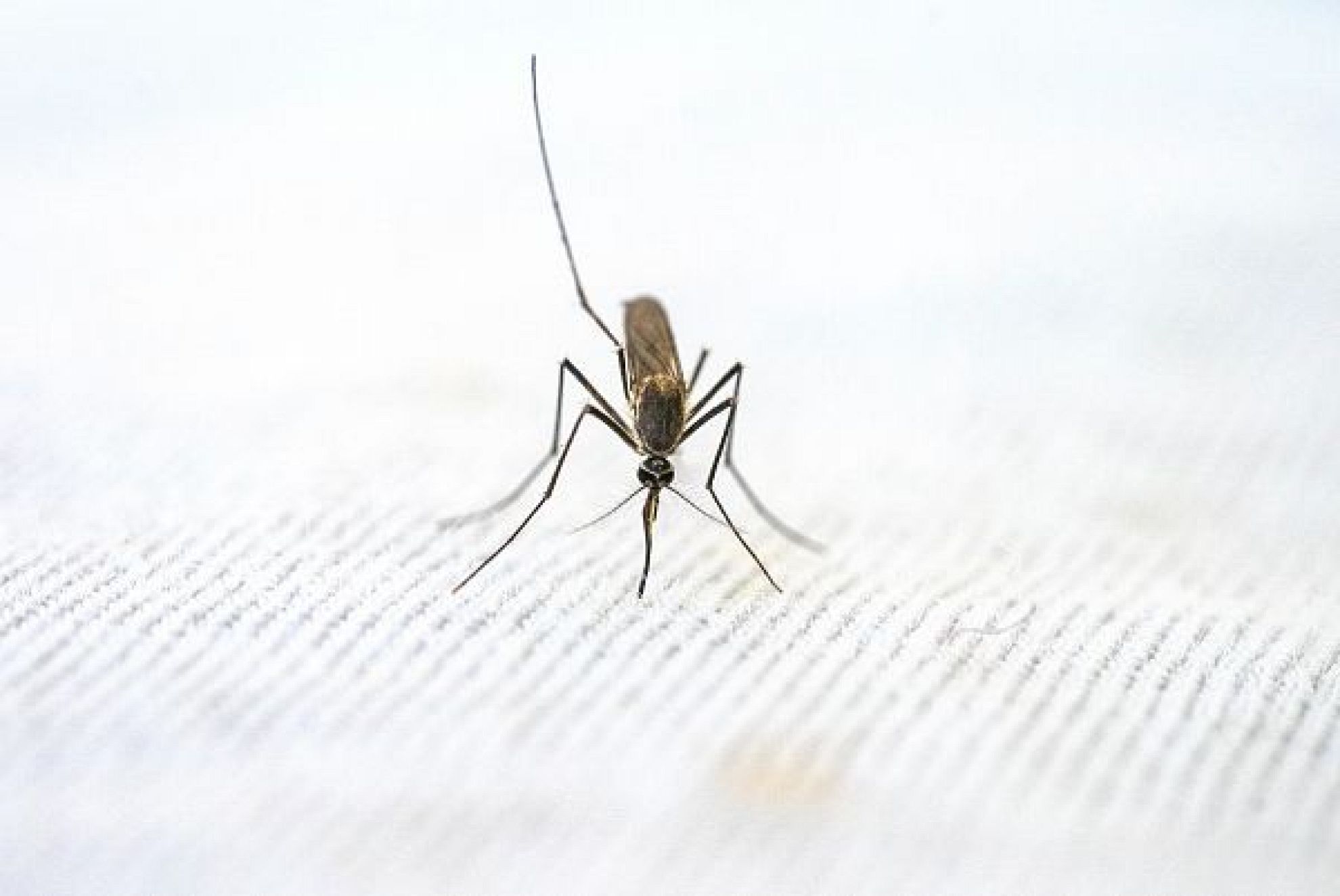 malaria-consortium-diseases-pages